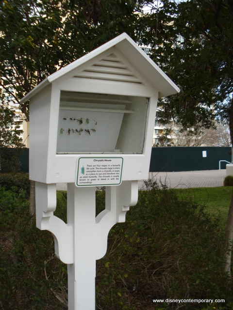 Chrysalis Display